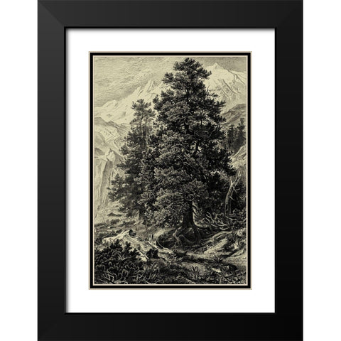 Arolla Pine Black Modern Wood Framed Art Print with Double Matting by Heyn, Ernst