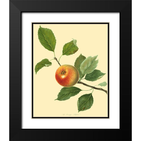 The Orange Pippin Black Modern Wood Framed Art Print with Double Matting by Unknown