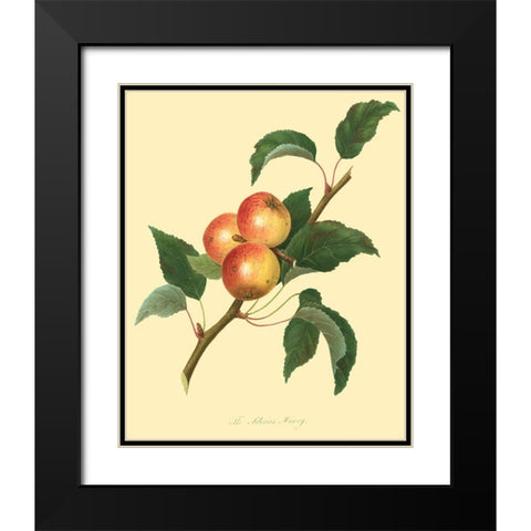 The Siberian Harvey Black Modern Wood Framed Art Print with Double Matting by Unknown