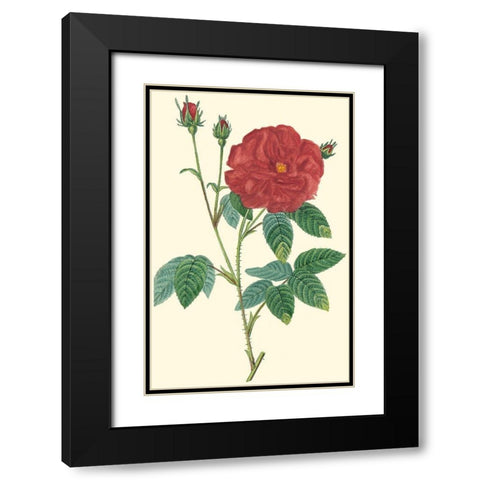 Crimson Beauty I Black Modern Wood Framed Art Print with Double Matting by Turpin