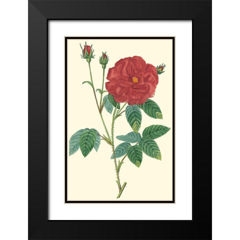 Crimson Beauty I Black Modern Wood Framed Art Print with Double Matting by Turpin