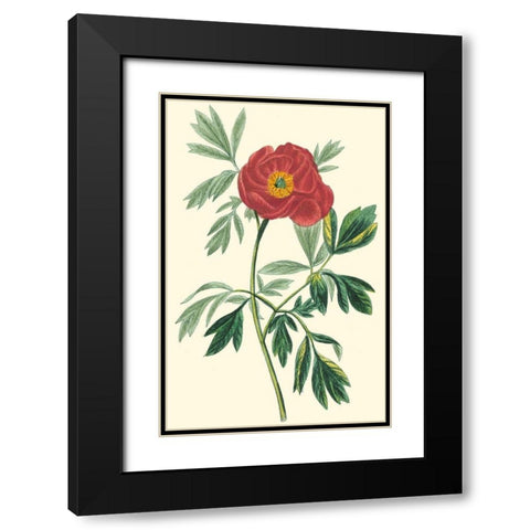 Crimson Beauty III Black Modern Wood Framed Art Print with Double Matting by Turpin