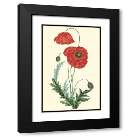 Crimson Beauty IV Black Modern Wood Framed Art Print with Double Matting by Turpin