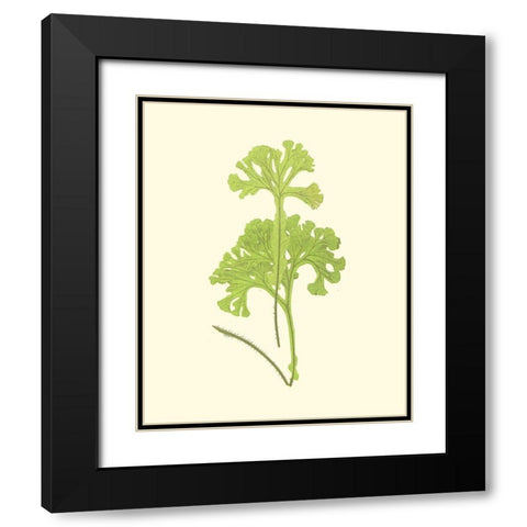 Woodland Ferns III Black Modern Wood Framed Art Print with Double Matting by Lowe, E. J.