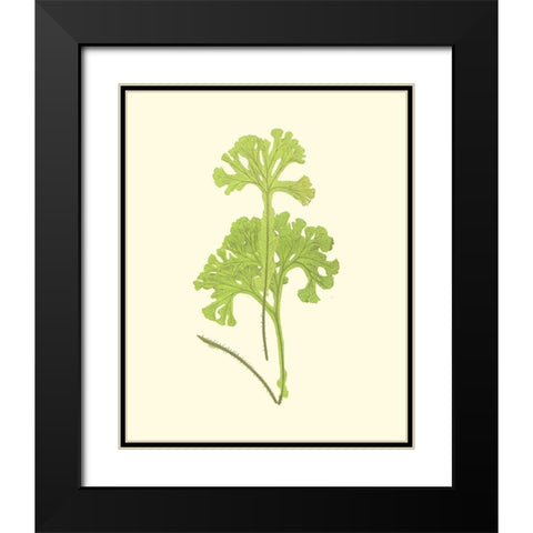 Woodland Ferns III Black Modern Wood Framed Art Print with Double Matting by Lowe, E. J.