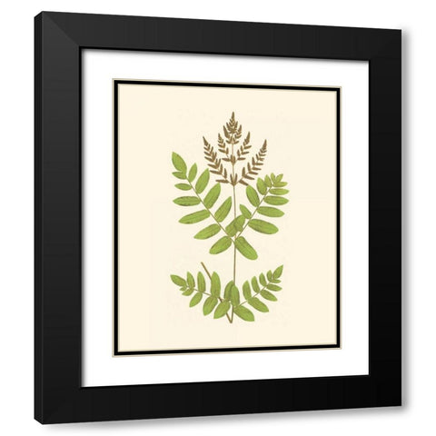 Woodland Ferns VII Black Modern Wood Framed Art Print with Double Matting by Lowe, E. J.