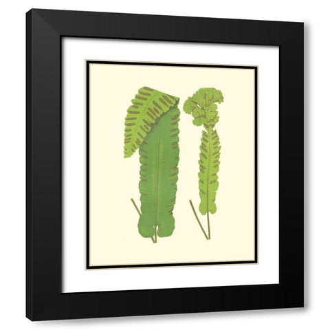 Woodland Ferns VIII Black Modern Wood Framed Art Print with Double Matting by Lowe, E. J.