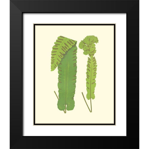 Woodland Ferns VIII Black Modern Wood Framed Art Print with Double Matting by Lowe, E. J.
