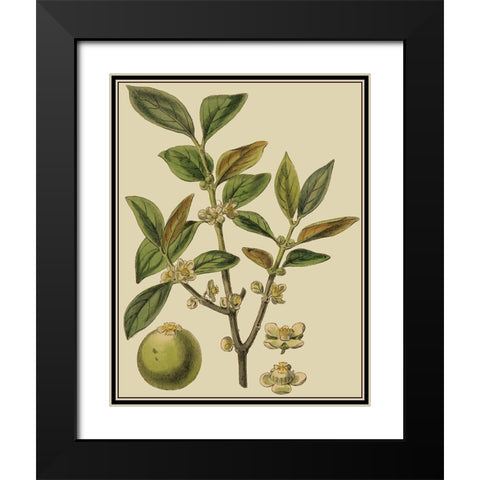Fitch Leaves on Khaki I (PS) Black Modern Wood Framed Art Print with Double Matting by Fitch, J.N.