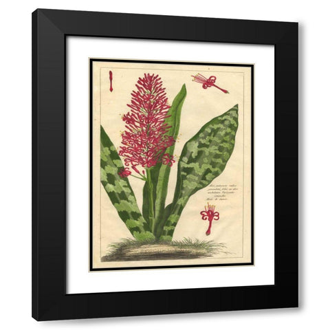 Fleur De Rouge I Black Modern Wood Framed Art Print with Double Matting by Unknown