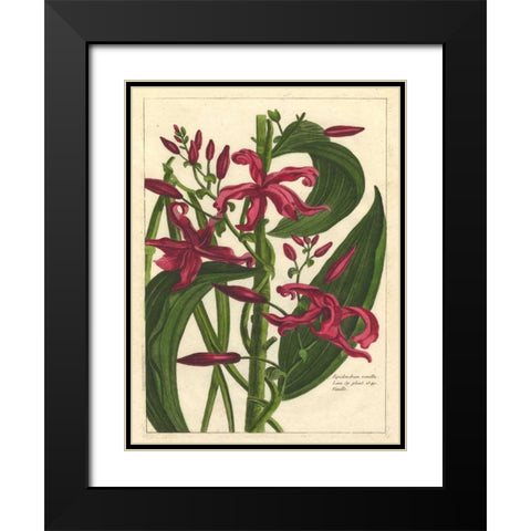 Fleur De Rouge III Black Modern Wood Framed Art Print with Double Matting by Unknown