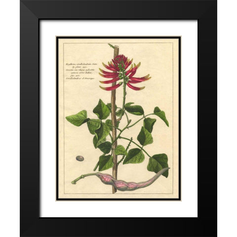 Fleur De Rouge IV Black Modern Wood Framed Art Print with Double Matting by Unknown
