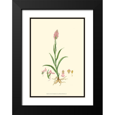 Curtis Garden I Black Modern Wood Framed Art Print with Double Matting by Curtis
