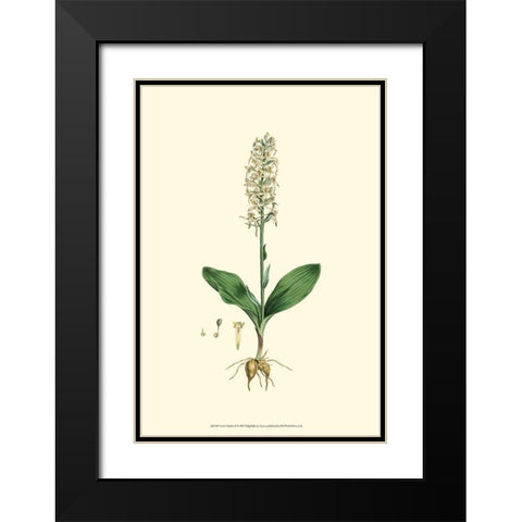 Curtis Garden II Black Modern Wood Framed Art Print with Double Matting by Curtis