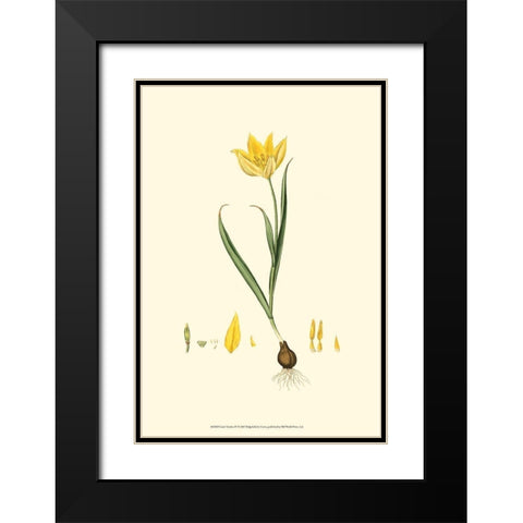 Curtis Garden IV Black Modern Wood Framed Art Print with Double Matting by Curtis