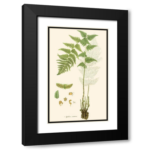 Curtis Ferns I Black Modern Wood Framed Art Print with Double Matting by Curtis