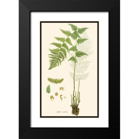 Curtis Ferns I Black Modern Wood Framed Art Print with Double Matting by Curtis