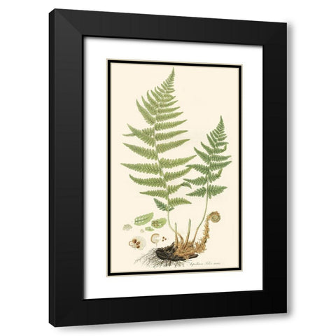 Curtis Ferns II Black Modern Wood Framed Art Print with Double Matting by Curtis