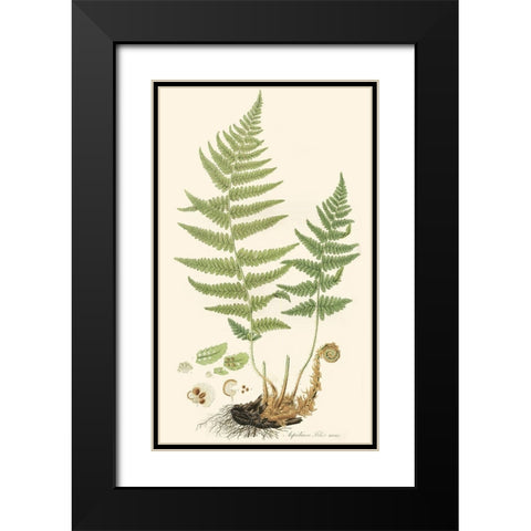 Curtis Ferns II Black Modern Wood Framed Art Print with Double Matting by Curtis