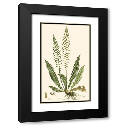 Curtis Ferns III Black Modern Wood Framed Art Print with Double Matting by Curtis