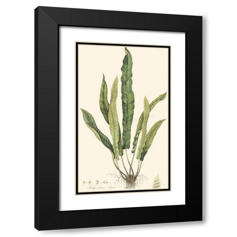 Curtis Ferns IV Black Modern Wood Framed Art Print with Double Matting by Curtis