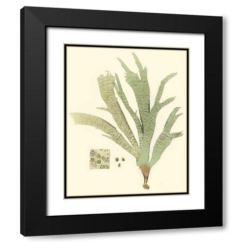 Marine Algae I Black Modern Wood Framed Art Print with Double Matting by Curtis
