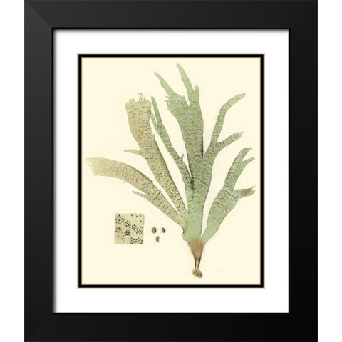 Marine Algae I Black Modern Wood Framed Art Print with Double Matting by Curtis
