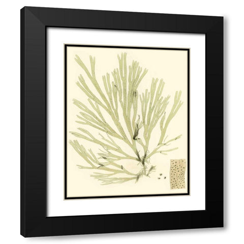 Marine Algae II Black Modern Wood Framed Art Print with Double Matting by Curtis