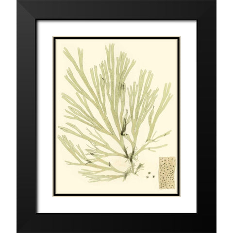 Marine Algae II Black Modern Wood Framed Art Print with Double Matting by Curtis