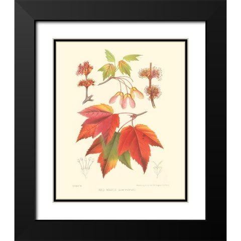 Red Maple Black Modern Wood Framed Art Print with Double Matting by Sprague
