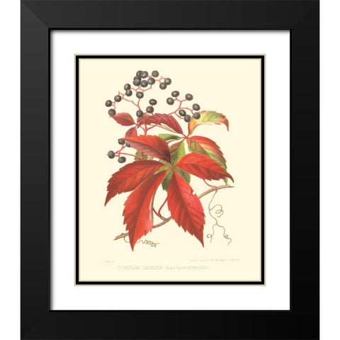 Virginian Creeper Black Modern Wood Framed Art Print with Double Matting by Sprague