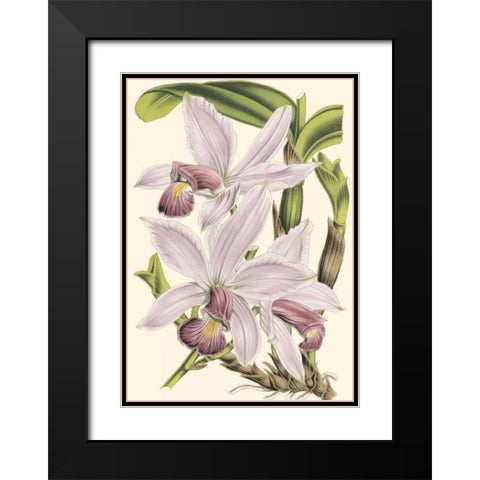 Mini Delicate Orchid I Black Modern Wood Framed Art Print with Double Matting by Vision Studio