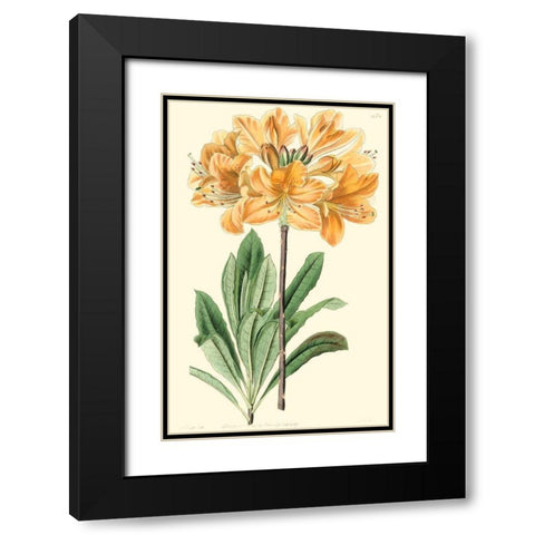 Golden Beauty II Black Modern Wood Framed Art Print with Double Matting by Edwards, Sydenham