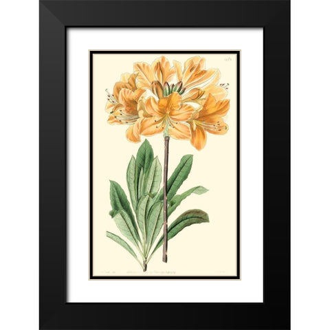 Golden Beauty II Black Modern Wood Framed Art Print with Double Matting by Edwards, Sydenham
