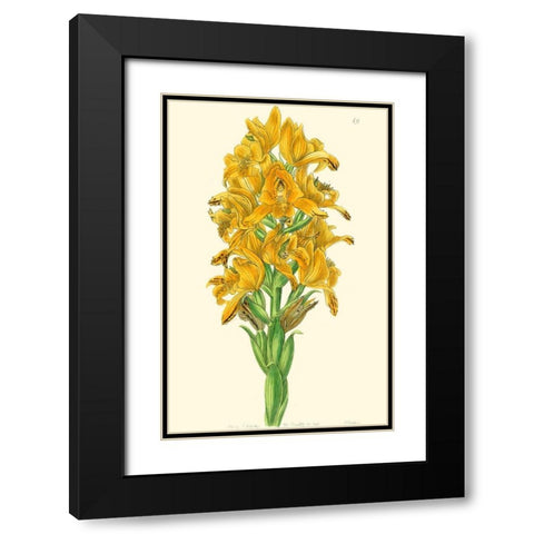 Golden Beauty IV Black Modern Wood Framed Art Print with Double Matting by Edwards, Sydenham