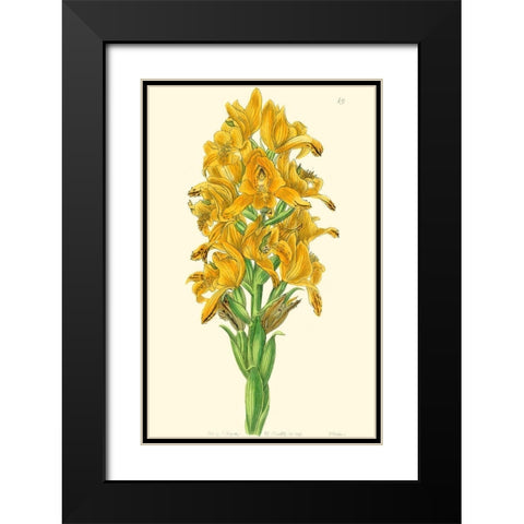 Golden Beauty IV Black Modern Wood Framed Art Print with Double Matting by Edwards, Sydenham