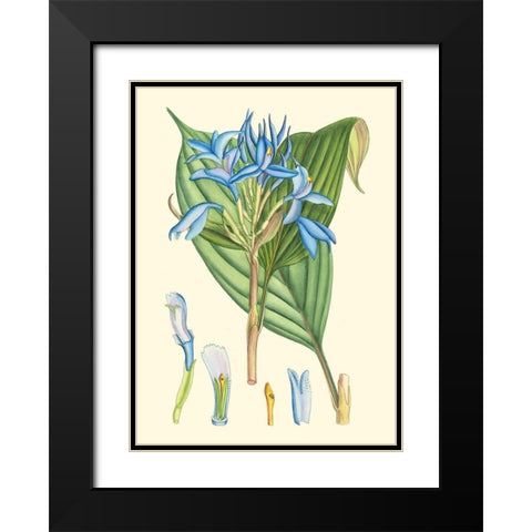 Periwinkle Blooms I Black Modern Wood Framed Art Print with Double Matting by Curtis