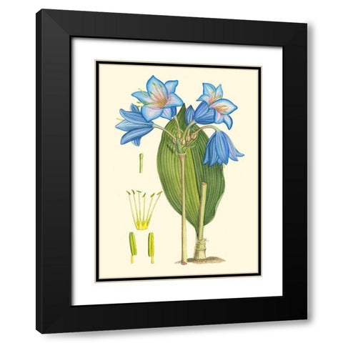 Periwinkle Blooms II Black Modern Wood Framed Art Print with Double Matting by Curtis