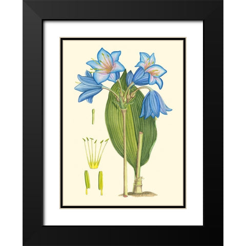 Periwinkle Blooms II Black Modern Wood Framed Art Print with Double Matting by Curtis