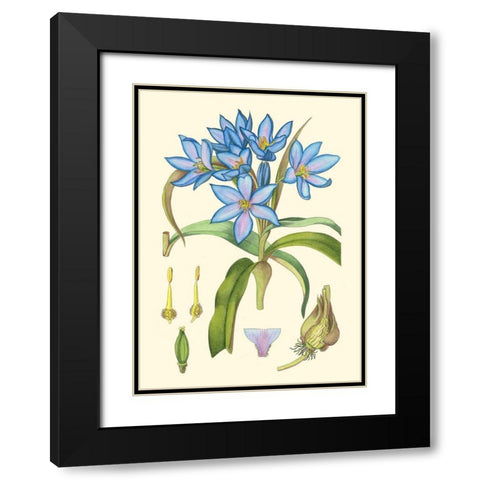 Periwinkle Blooms III Black Modern Wood Framed Art Print with Double Matting by Curtis