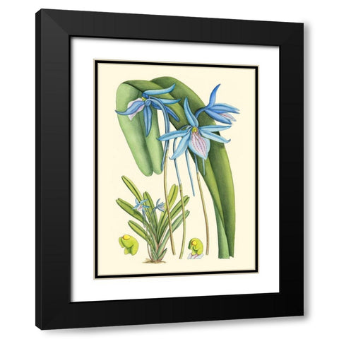 Periwinkle Blooms IV Black Modern Wood Framed Art Print with Double Matting by Curtis