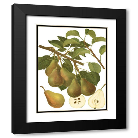 Pear Varieties III Black Modern Wood Framed Art Print with Double Matting by Vision Studio