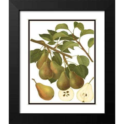 Pear Varieties III Black Modern Wood Framed Art Print with Double Matting by Vision Studio