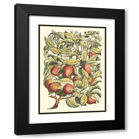 Apple Tree Branch Black Modern Wood Framed Art Print with Double Matting by du Monceau, Duhamel