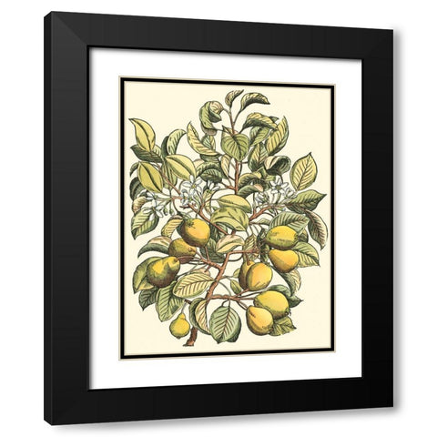 Pear Tree Branch Black Modern Wood Framed Art Print with Double Matting by du Monceau, Duhamel