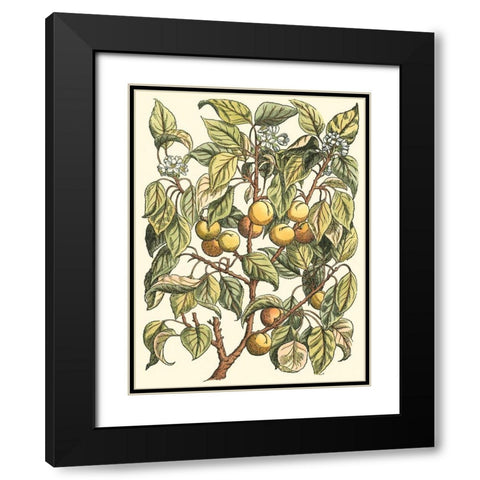 Apricot Tree Branch Black Modern Wood Framed Art Print with Double Matting by du Monceau, Duhamel