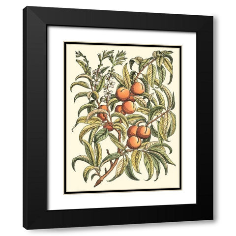 Peach Tree Branch Black Modern Wood Framed Art Print with Double Matting by du Monceau, Duhamel
