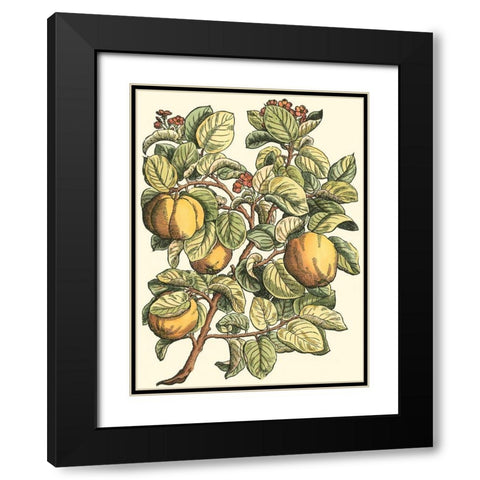 Quince Tree Branch Black Modern Wood Framed Art Print with Double Matting by du Monceau, Duhamel