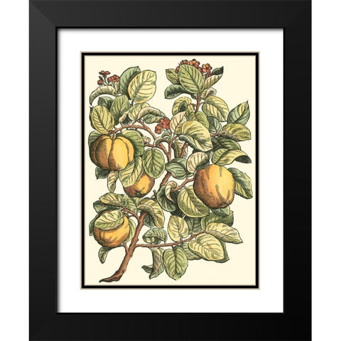 Quince Tree Branch Black Modern Wood Framed Art Print with Double Matting by du Monceau, Duhamel
