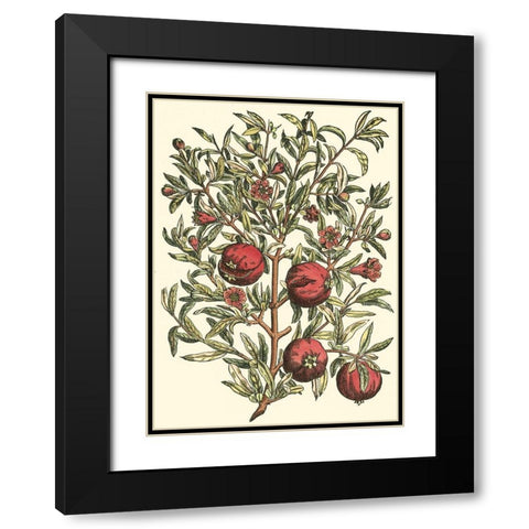 Pomegranate Tree Branch Black Modern Wood Framed Art Print with Double Matting by du Monceau, Duhamel